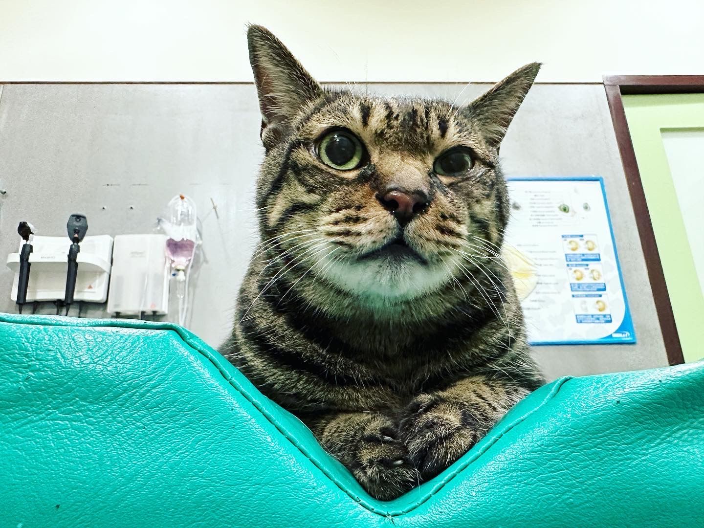 咖狗咖啡-哥倫比亞  / 安蒂奧基亞省 / 露易莎莊園/ 水果蜜處理/ 卡杜拉