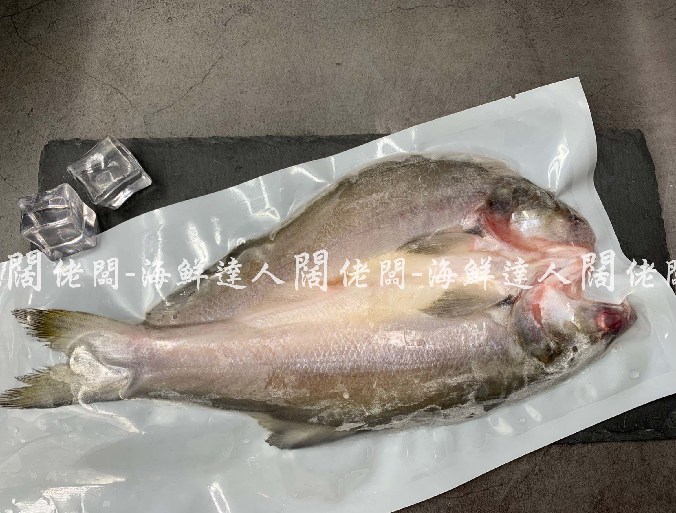 午仔魚 台灣 午魚