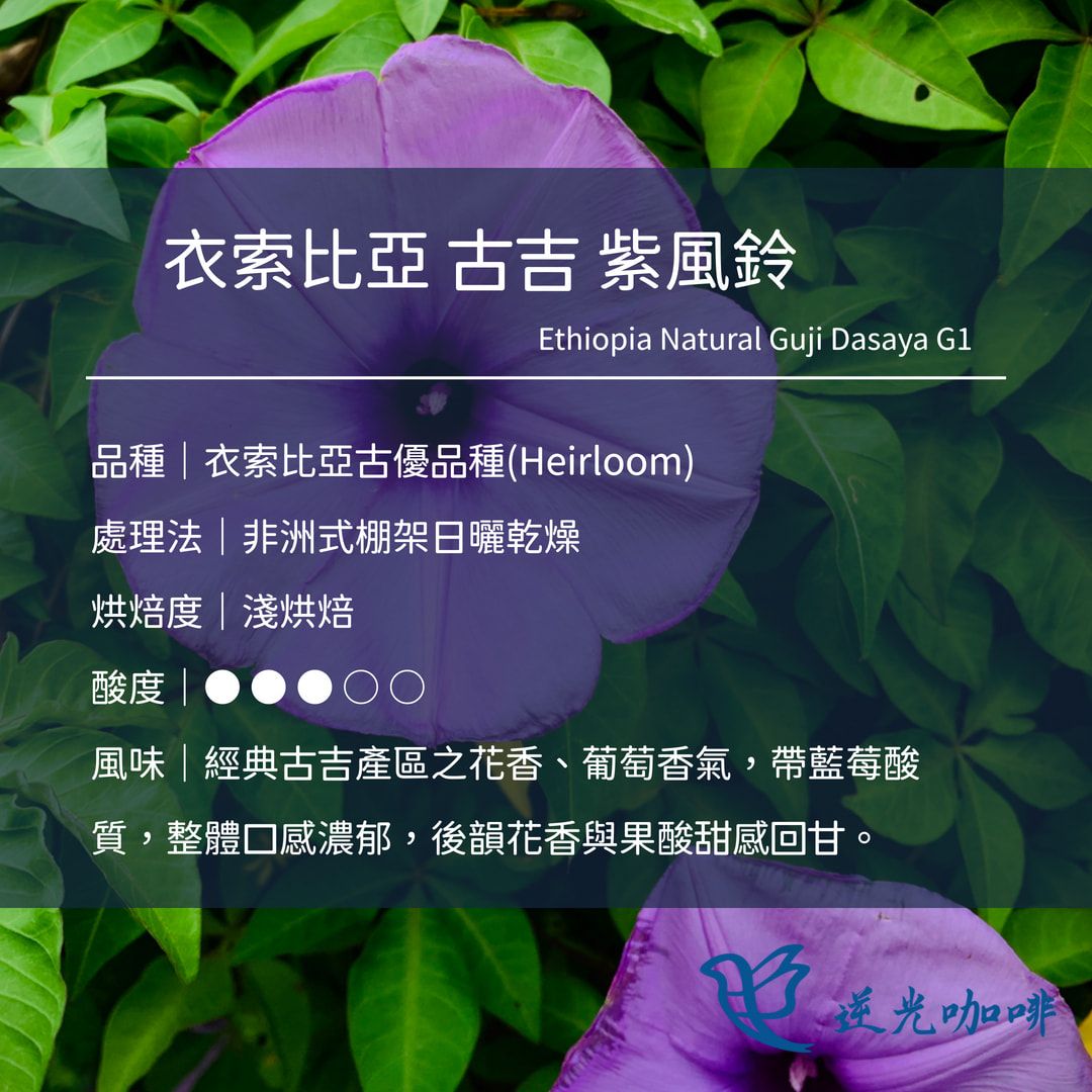 衣索比亞 古吉 紫風鈴 日曬 淺焙