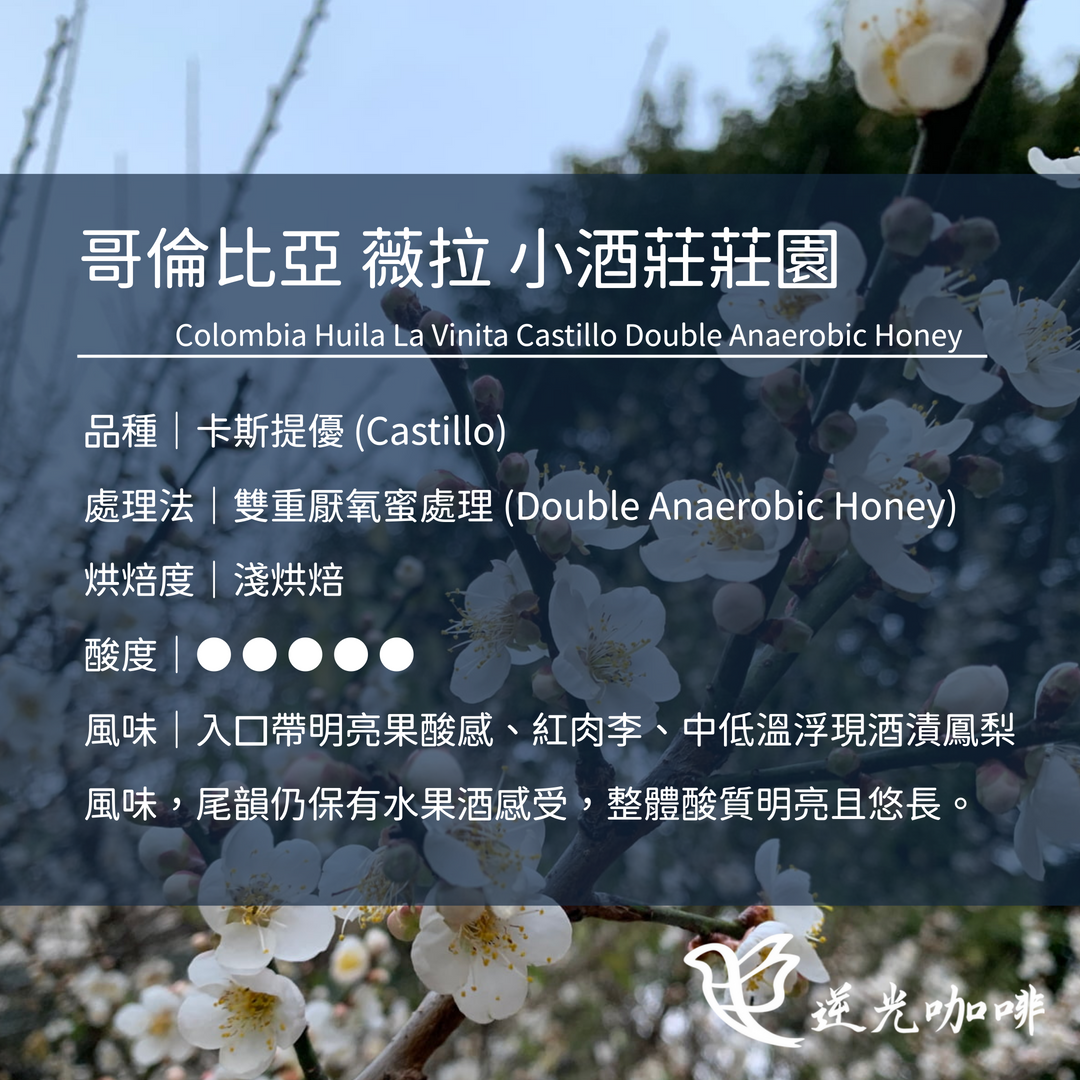 哥倫比亞 薇拉 小酒莊 雙厭氧蜜 淺焙