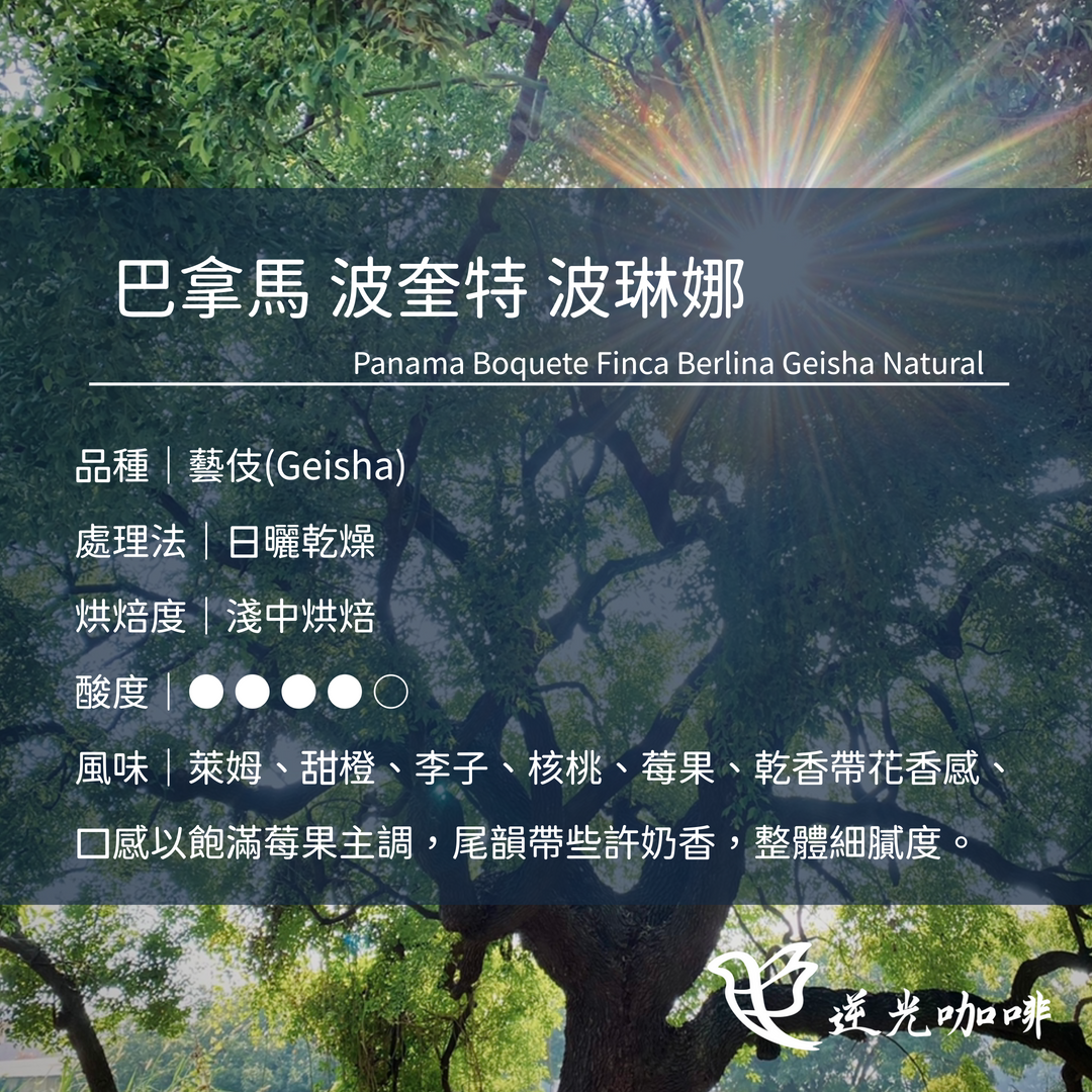 巴拿馬 波奎特 波琳娜莊園 日曬 淺中焙