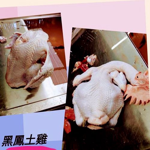 黑鳳土雞 / 隻