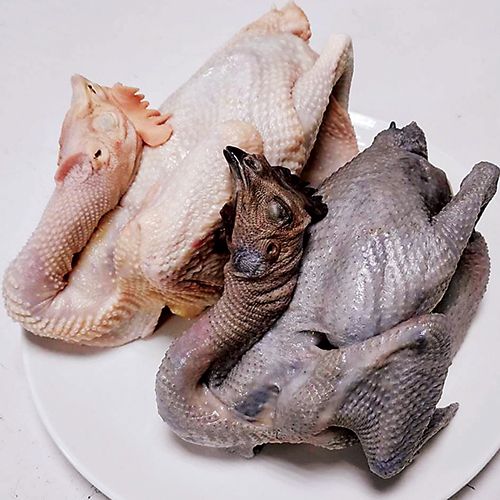 老母雞 / 隻 （顏色隨機出）