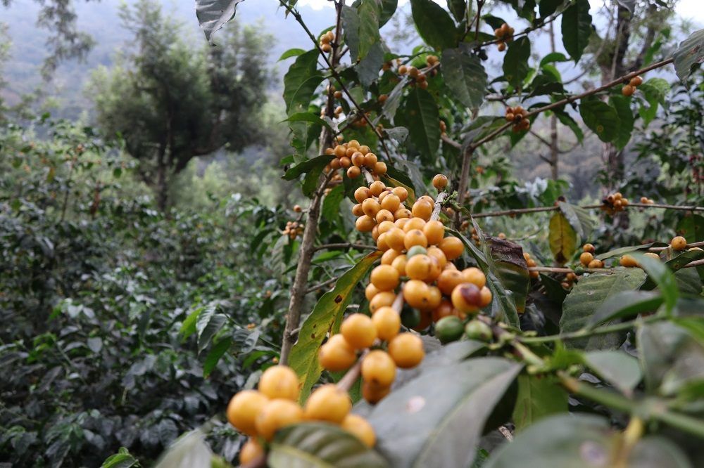 瓜地馬拉/安提瓜/花神/貝拉卡摩娜莊園  最新到貨／淺烘焙