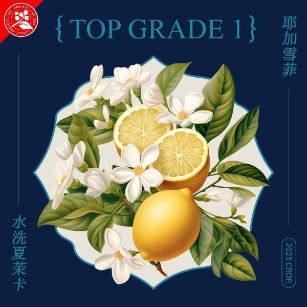 紅圈計畫/衣索比亞/耶加雪菲/夏末卡處理站/水洗 最新到貨/淺烘焙