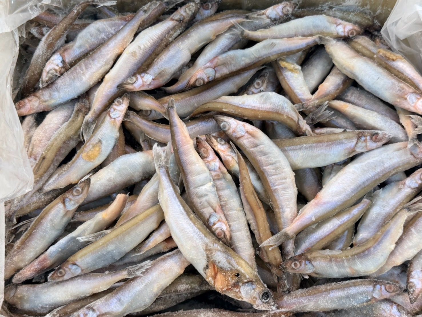 爆卵柳葉魚