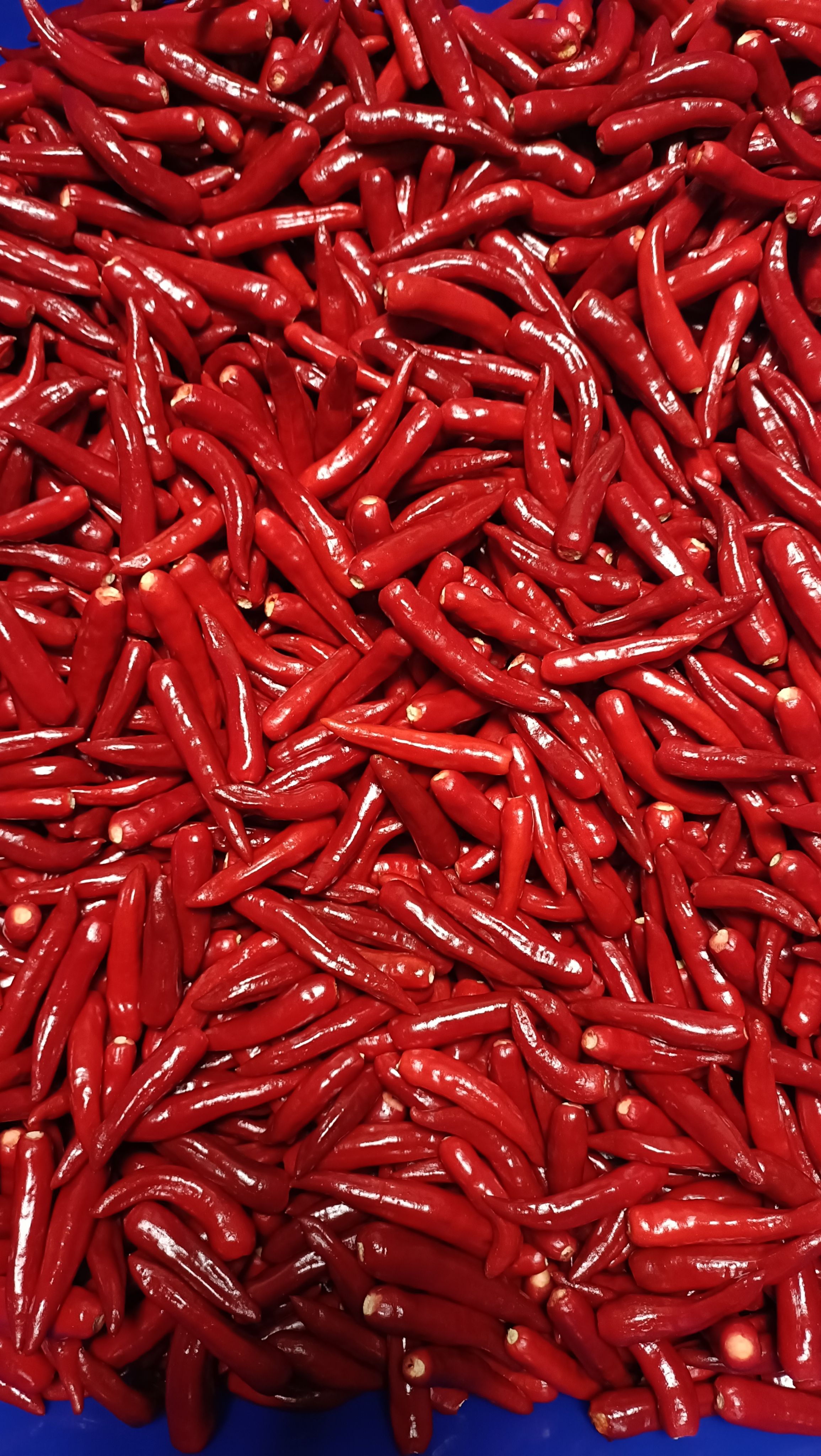 農產整理委託-乾辣椒代工