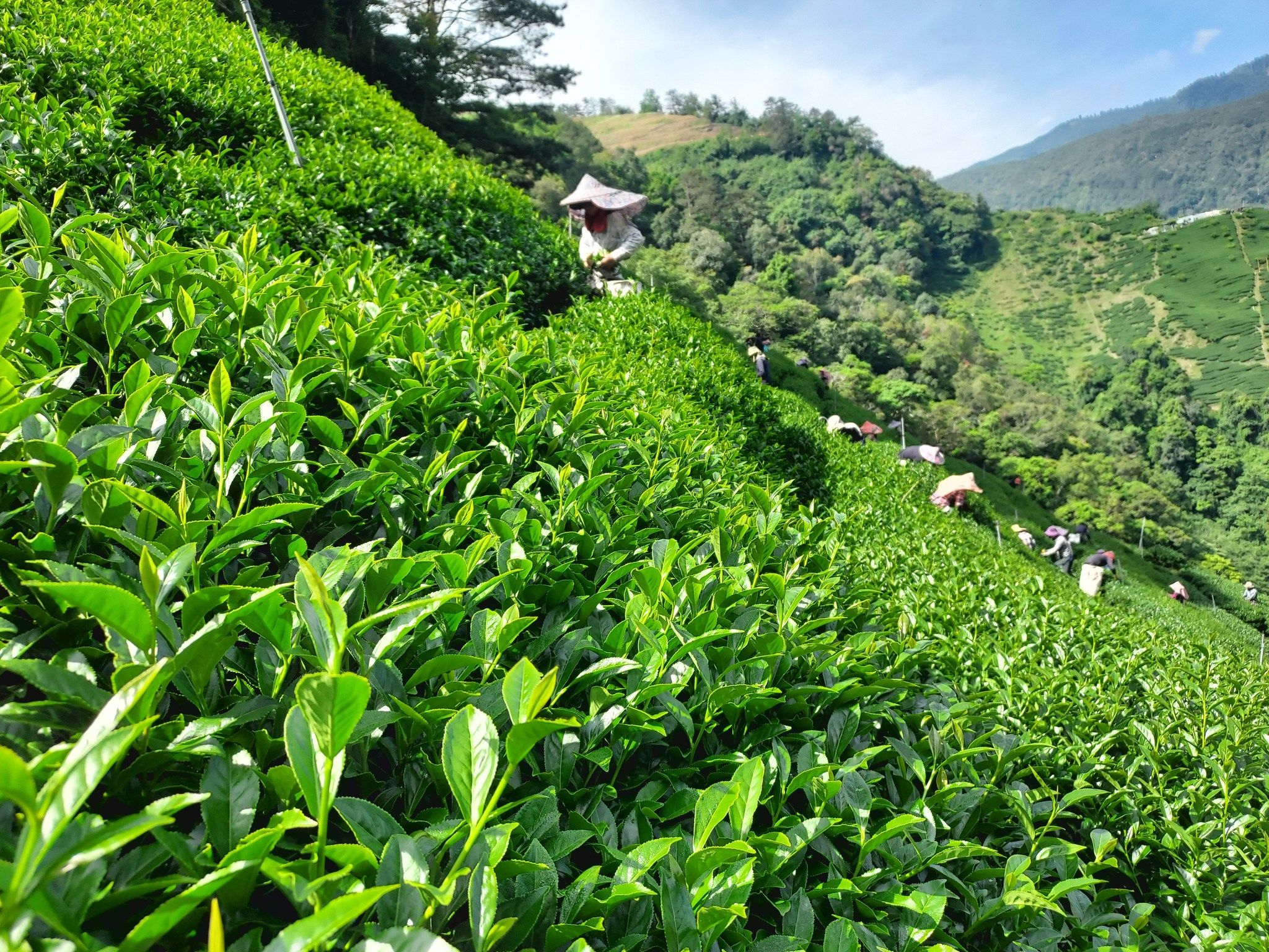 【梨春-偉凱茶園】2025春茶 ｜梨山新佳陽（香韻） ｜半斤