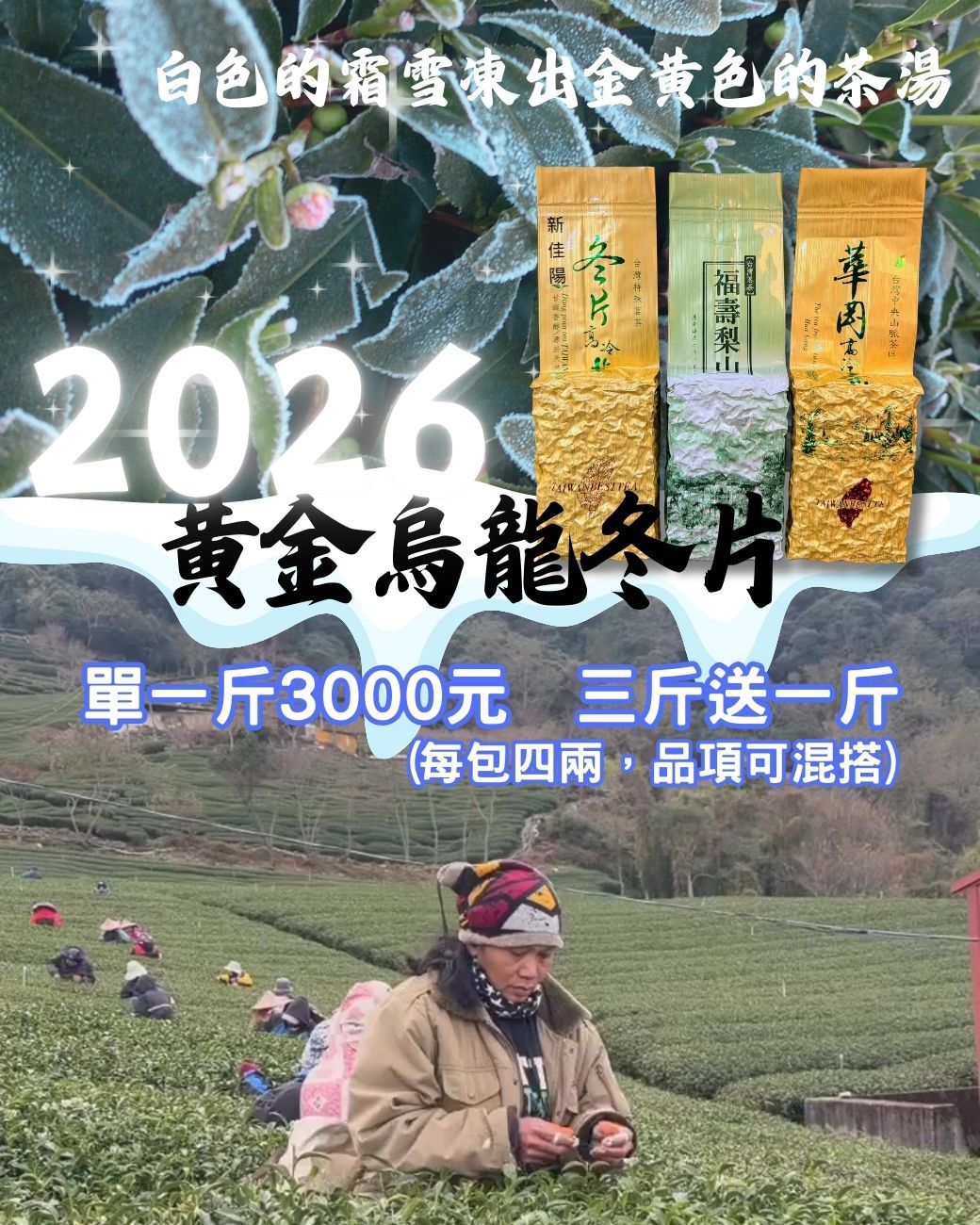 2026年黃金烏龍冬片-三款可任選混搭請備註