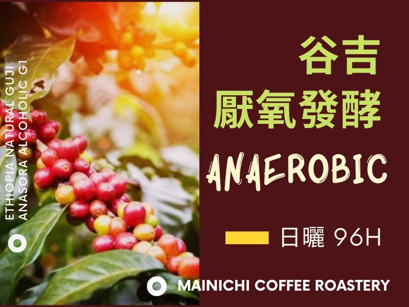 淺中焙 古吉 厭氧發酵 G1 日曬 96H 淺焙