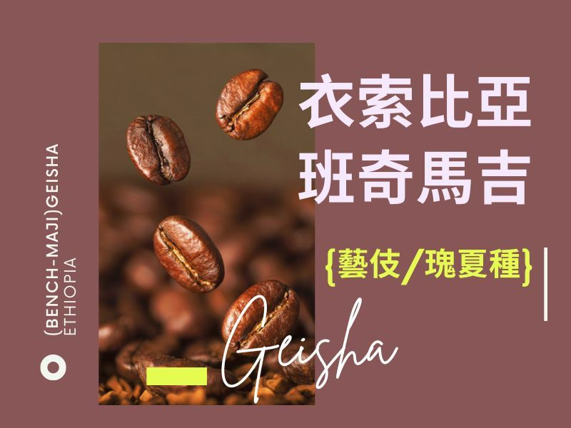 淺焙 衣索比亞 班奇馬吉 瑰夏/藝伎種 日曬處理 G1