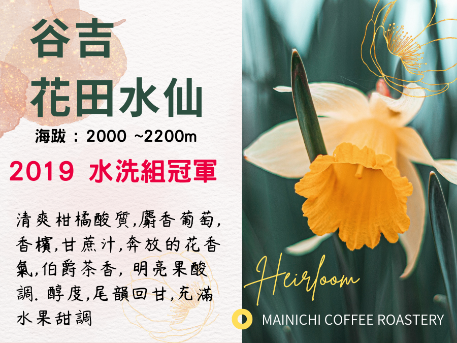 淺焙/衣索比亞/古吉/花田水仙/水洗 # 2019水洗組冠軍