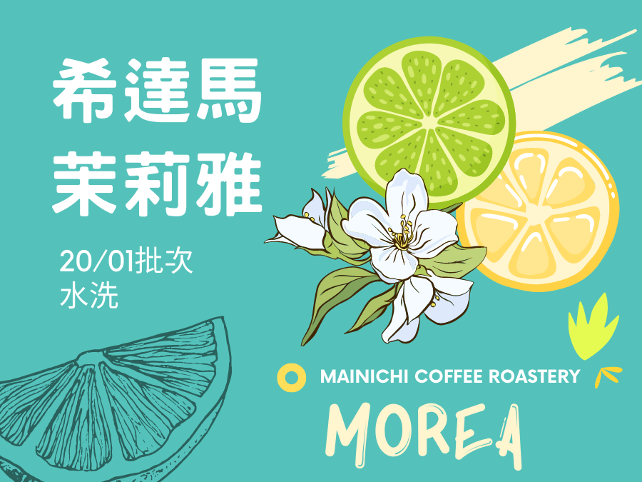 西達摩 茉莉雅 水洗 淺中焙 衣索比亞 精品咖啡