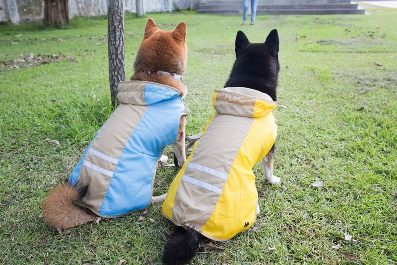 柴犬大學 MIT優質狗狗雨衣 穿脫方便 中、小型犬體型專用 柴犬雨衣