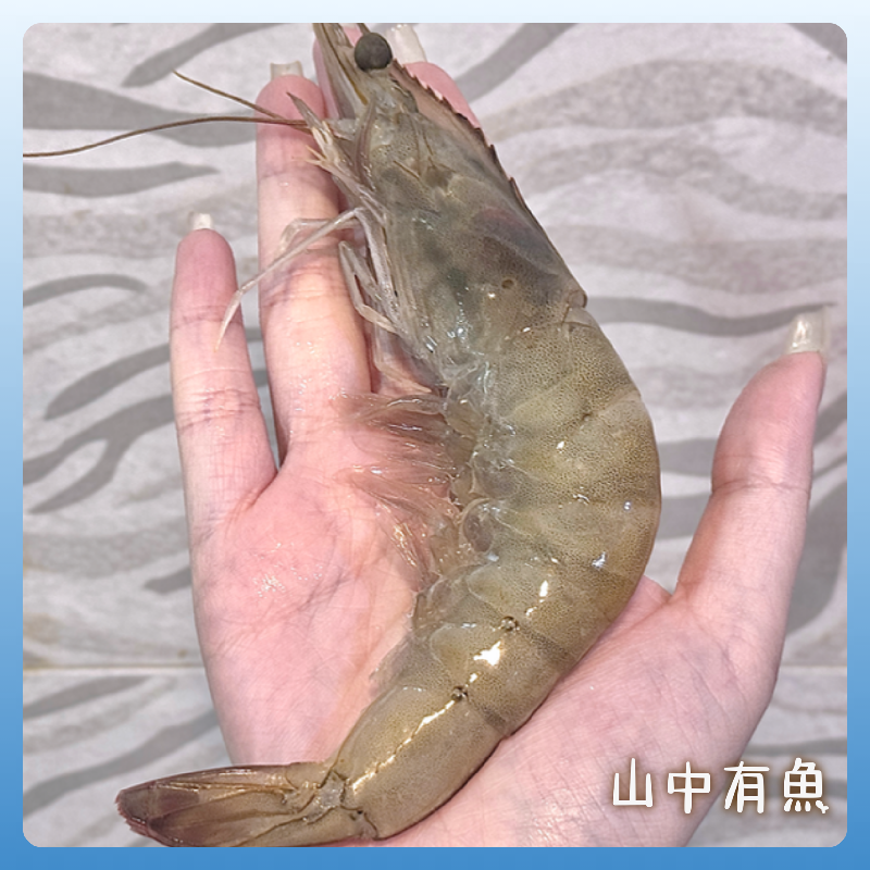 超大滿足巨無霸手掌蝦！！高品質紅太陽品牌！金選鮮活急凍甜白蝦！