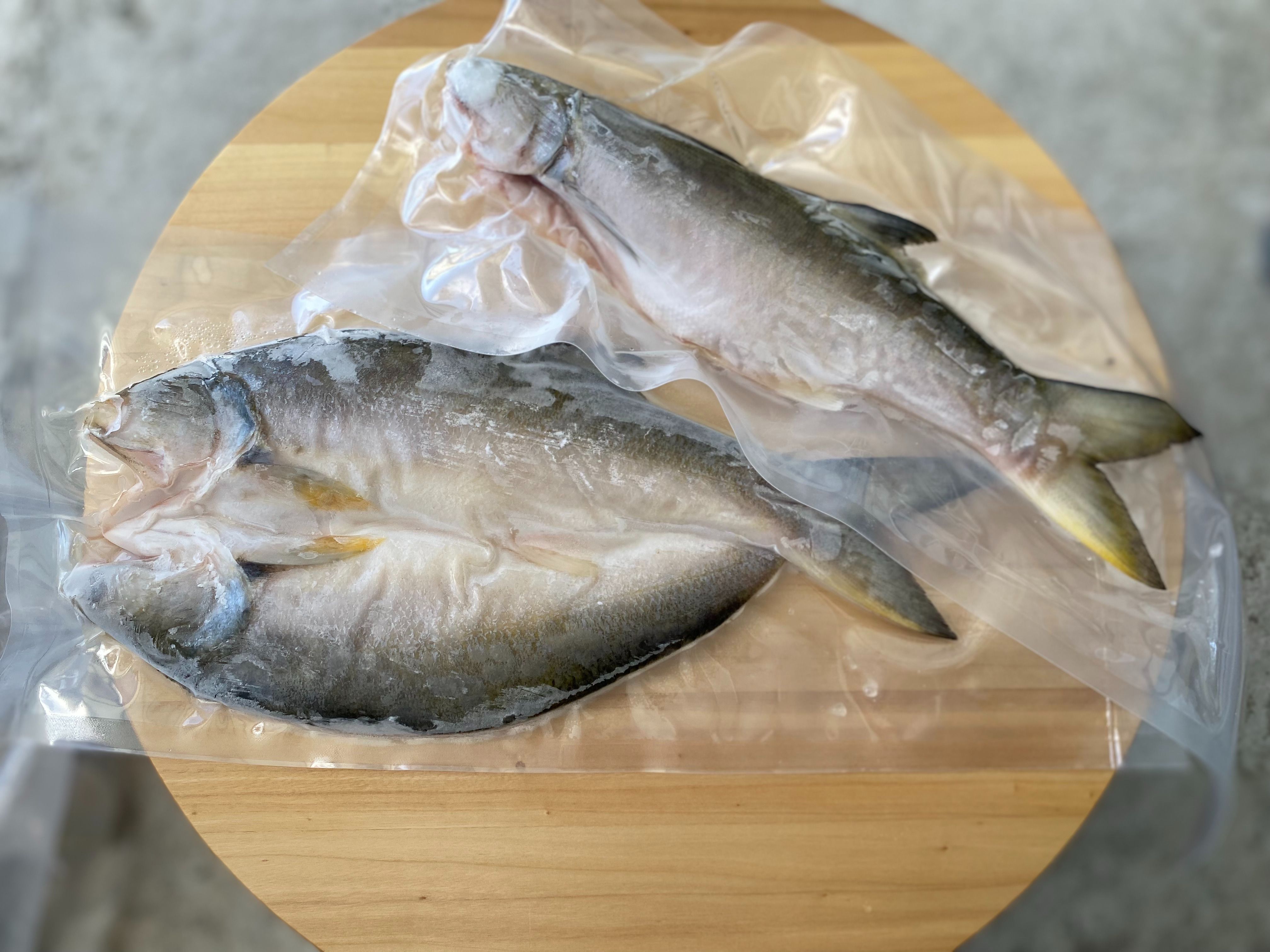 台東海水養殖午仔魚