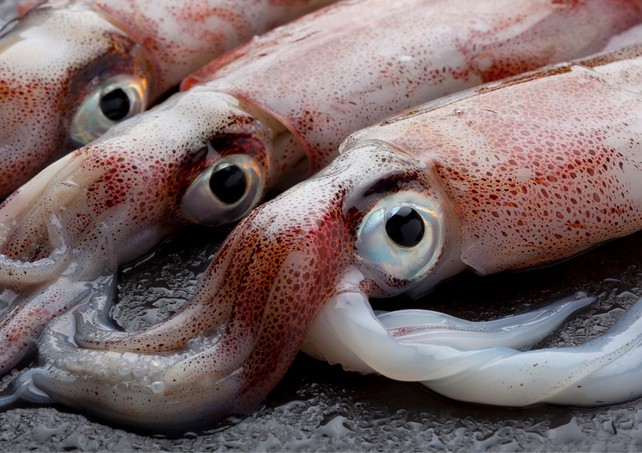 東海岸手釣透抽（單支獨立真空包裝）