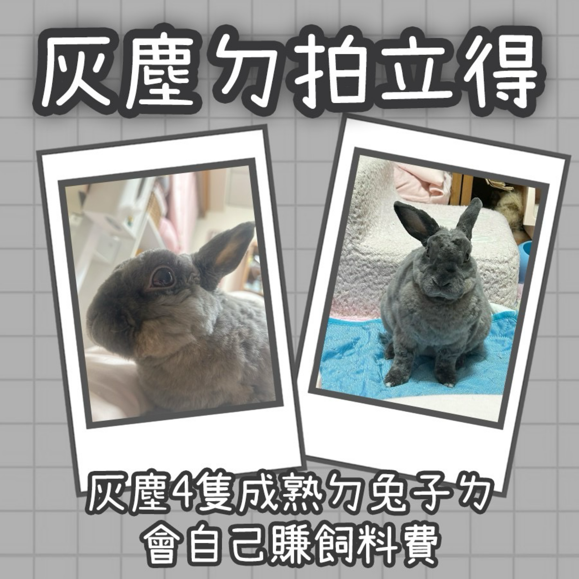 🐰灰塵ㄉ拍立得🐰賺錢買草