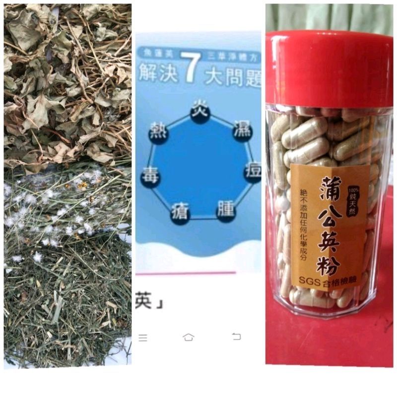 蒲公英三合一膠囊