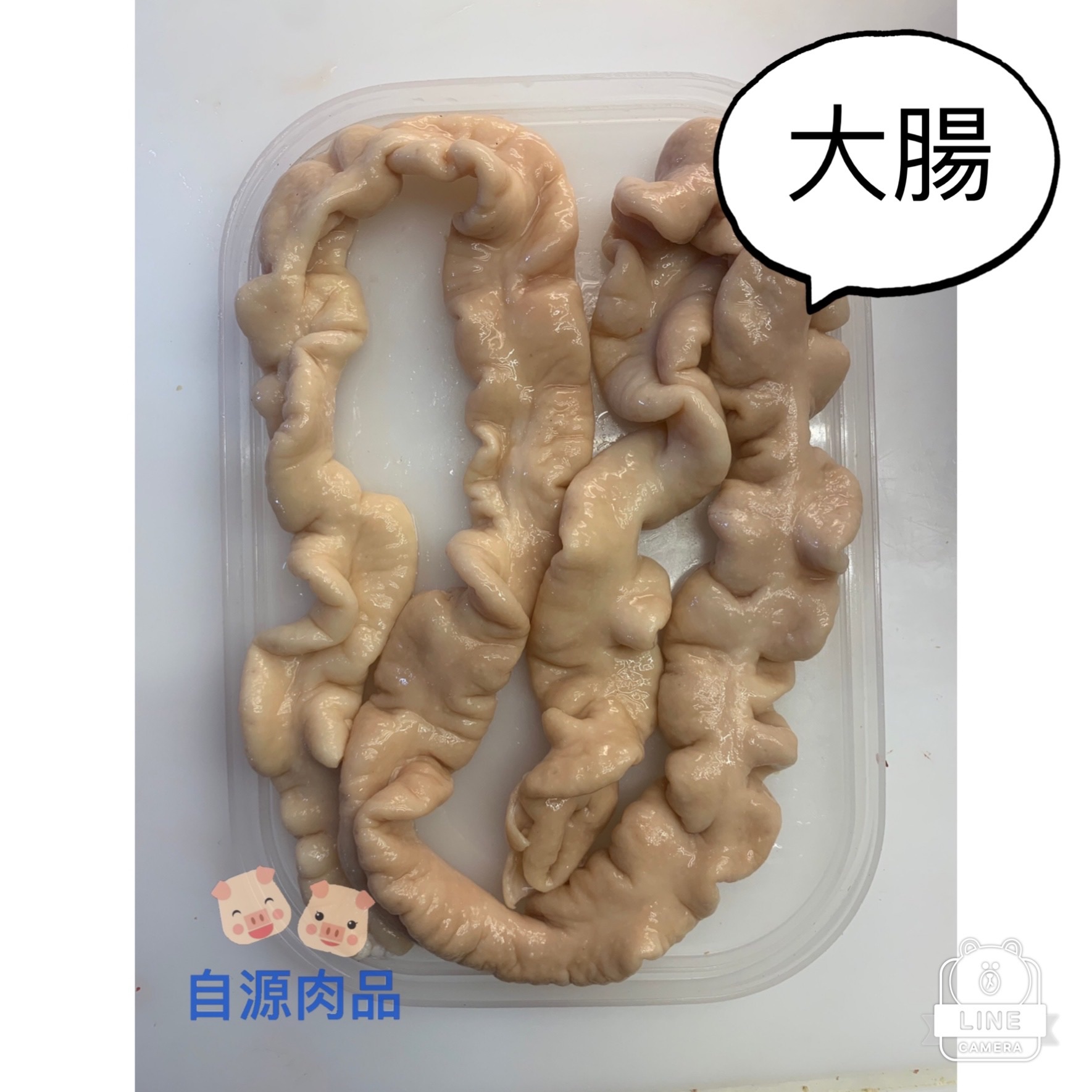 溫體豬大腸