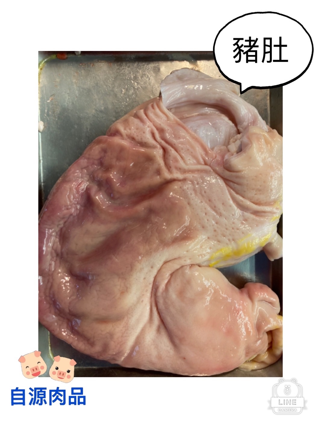 溫體豬肚