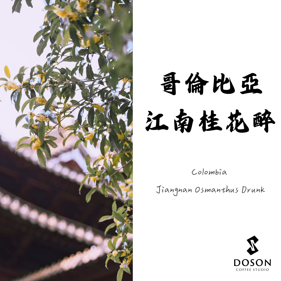 【豆桑獨家】哥倫比亞 江南桂花醉 萊姆酒桶發酵