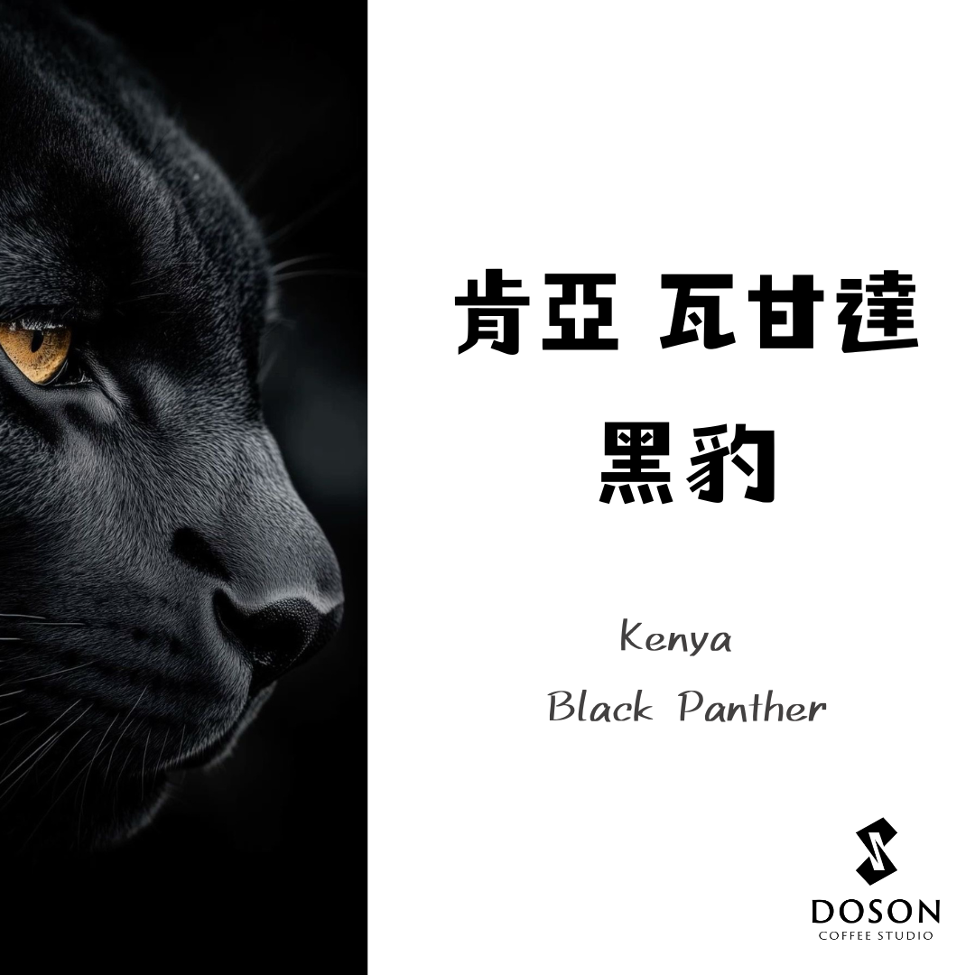 【豆桑獨家】肯亞 瓦甘達 黑豹