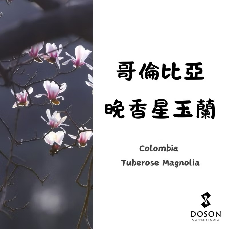 ［哥倫比亞］3月新品 獨家商品 晚香星玉蘭/碧柳春橙/酒王路易