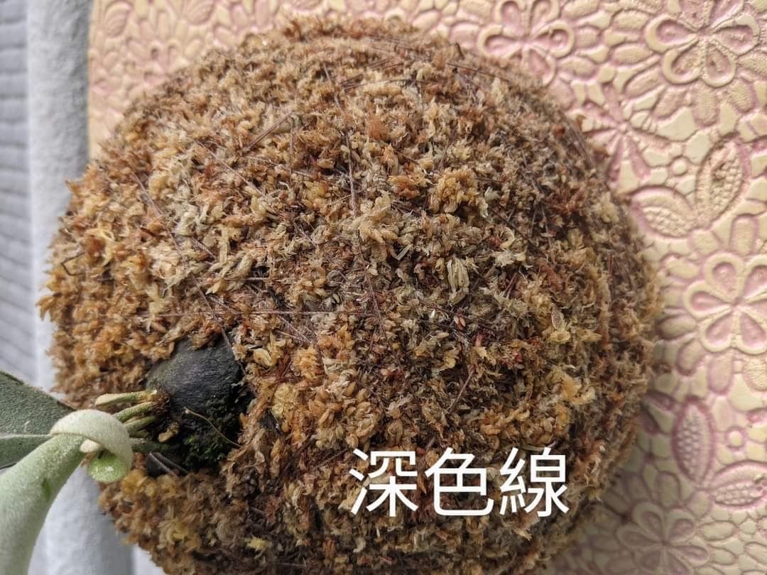 棉線 鹿角蕨上板 鹿角蕨