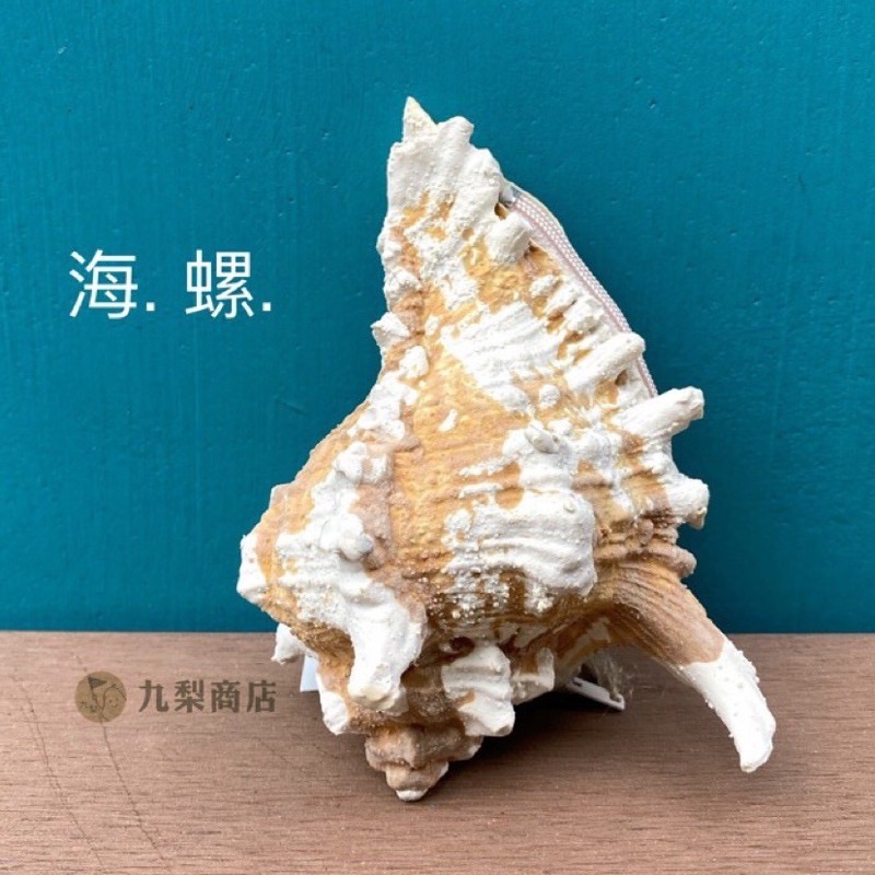 小海螺零錢包