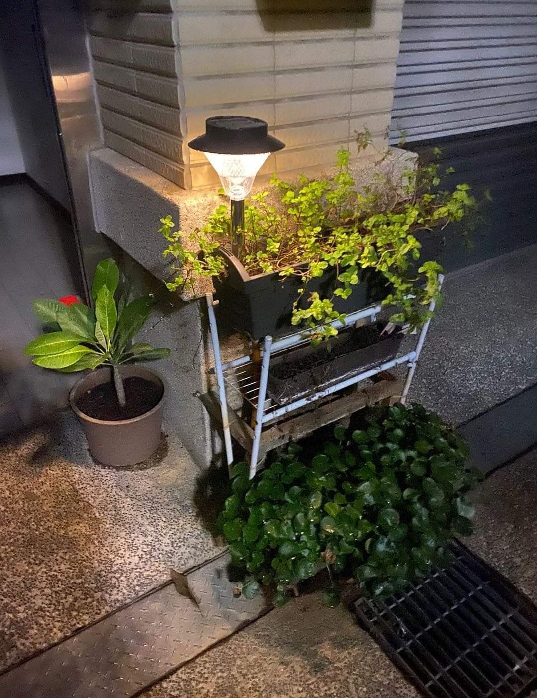 🌞不銹鋼32珠高亮高端草坪燈
