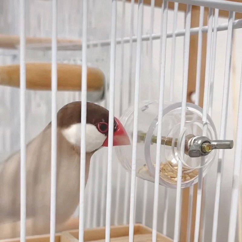 小型雀鳥 益智 覓食玩具 轉轉飼料盒 暖茶文鳥町