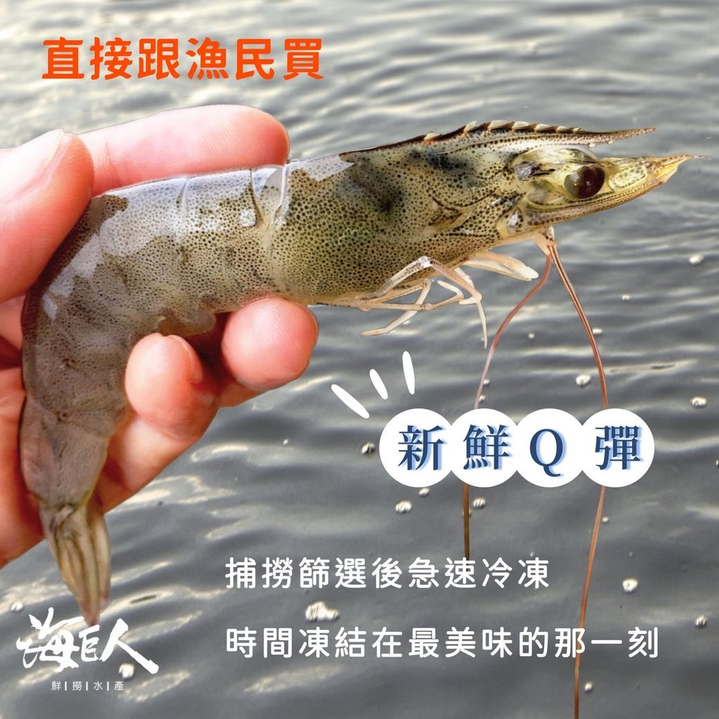 【海巨人水產】七股益生菌無毒白蝦