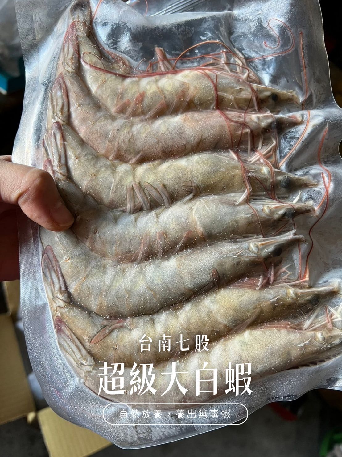 超級大白蝦600克/12尾