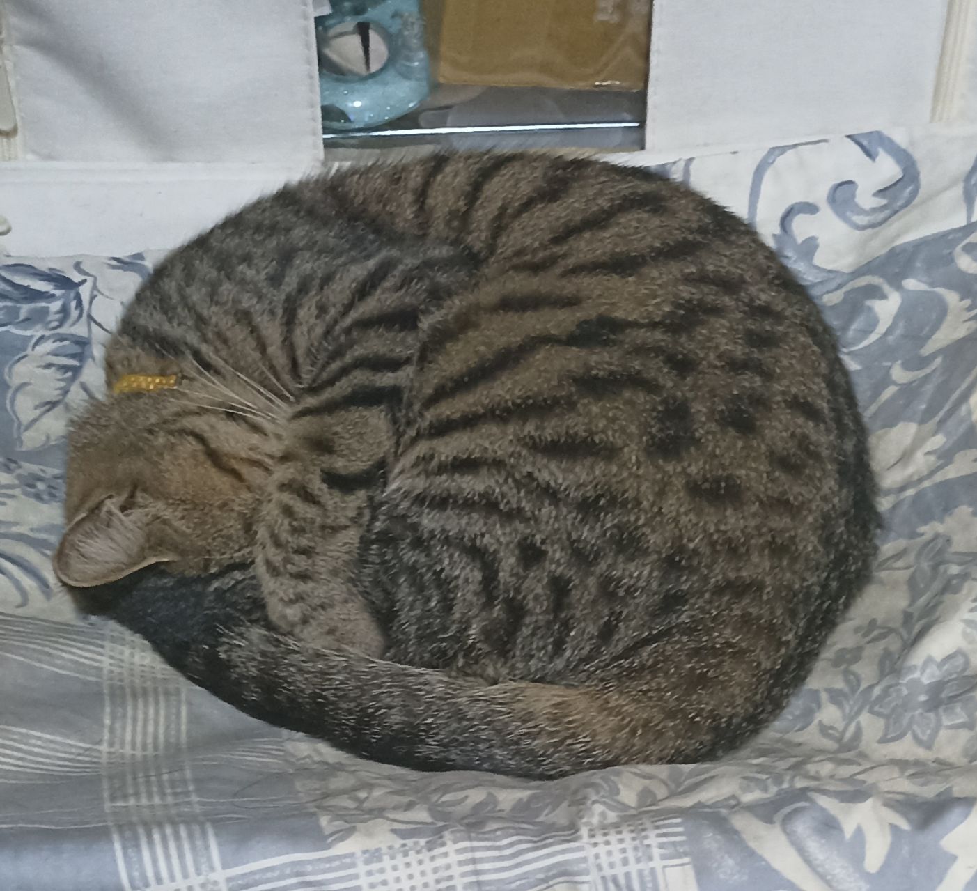 欣芸的瓜