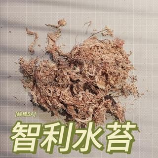 綠標5A智利水草、水苔分裝50g/100g/150g ∣ 觀葉植物、鹿角蕨、爬蟲、蕨類、蘭花適用