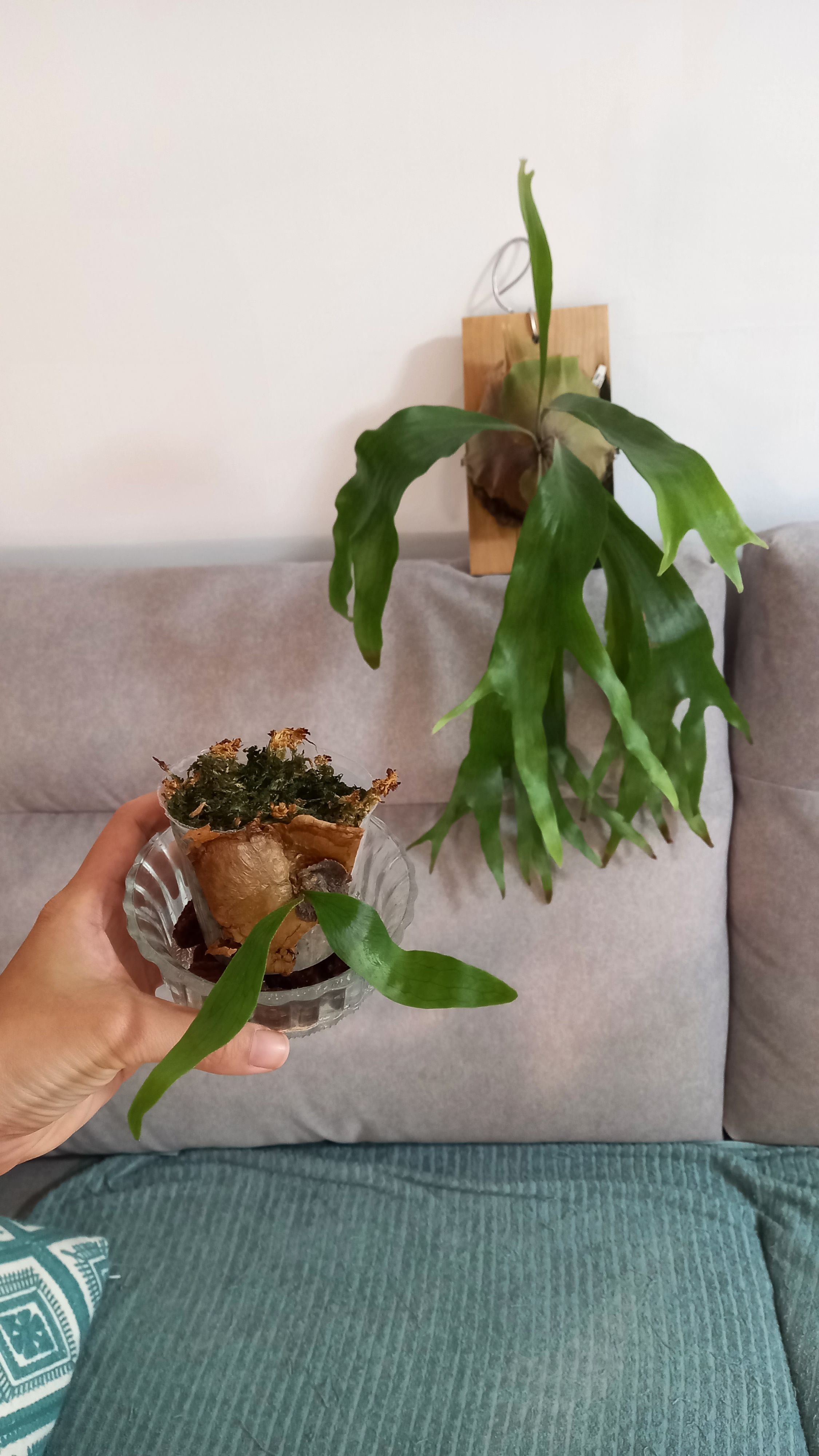 三叉戟鹿角蕨側芽
