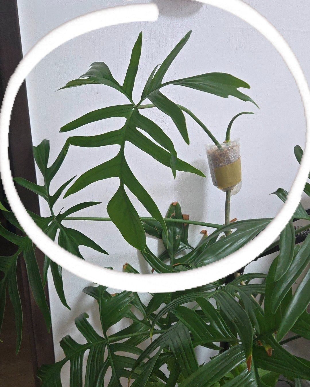 Q龍大頂芽