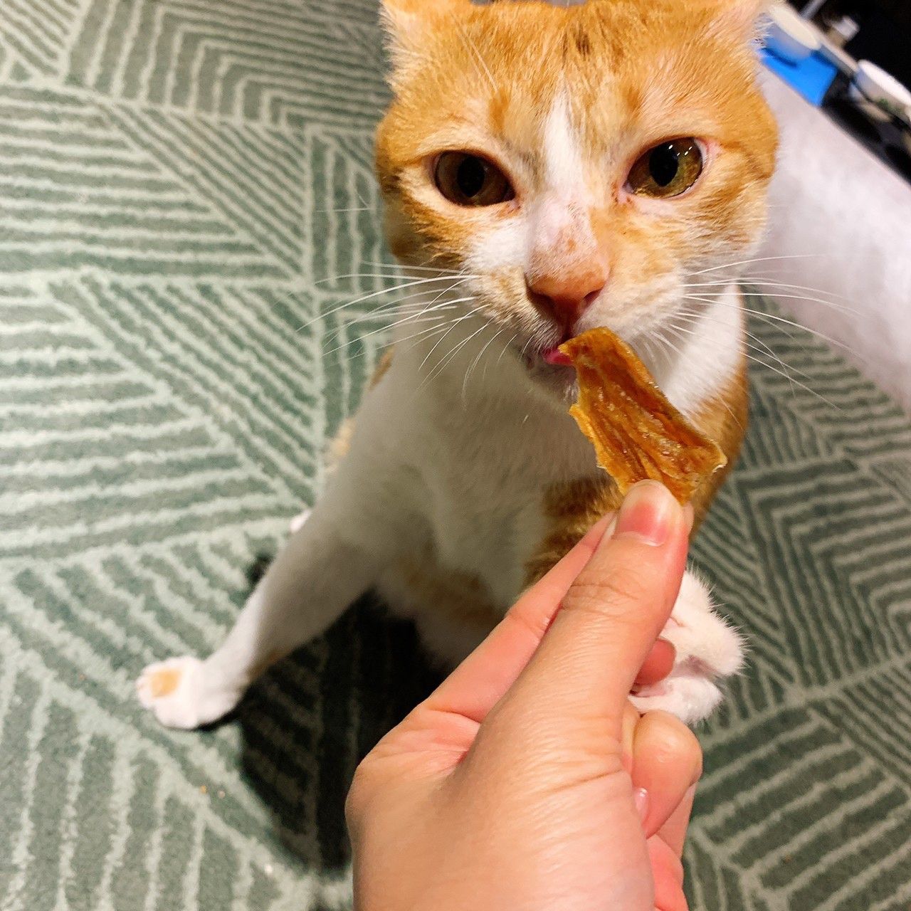 鯛魚片🐟