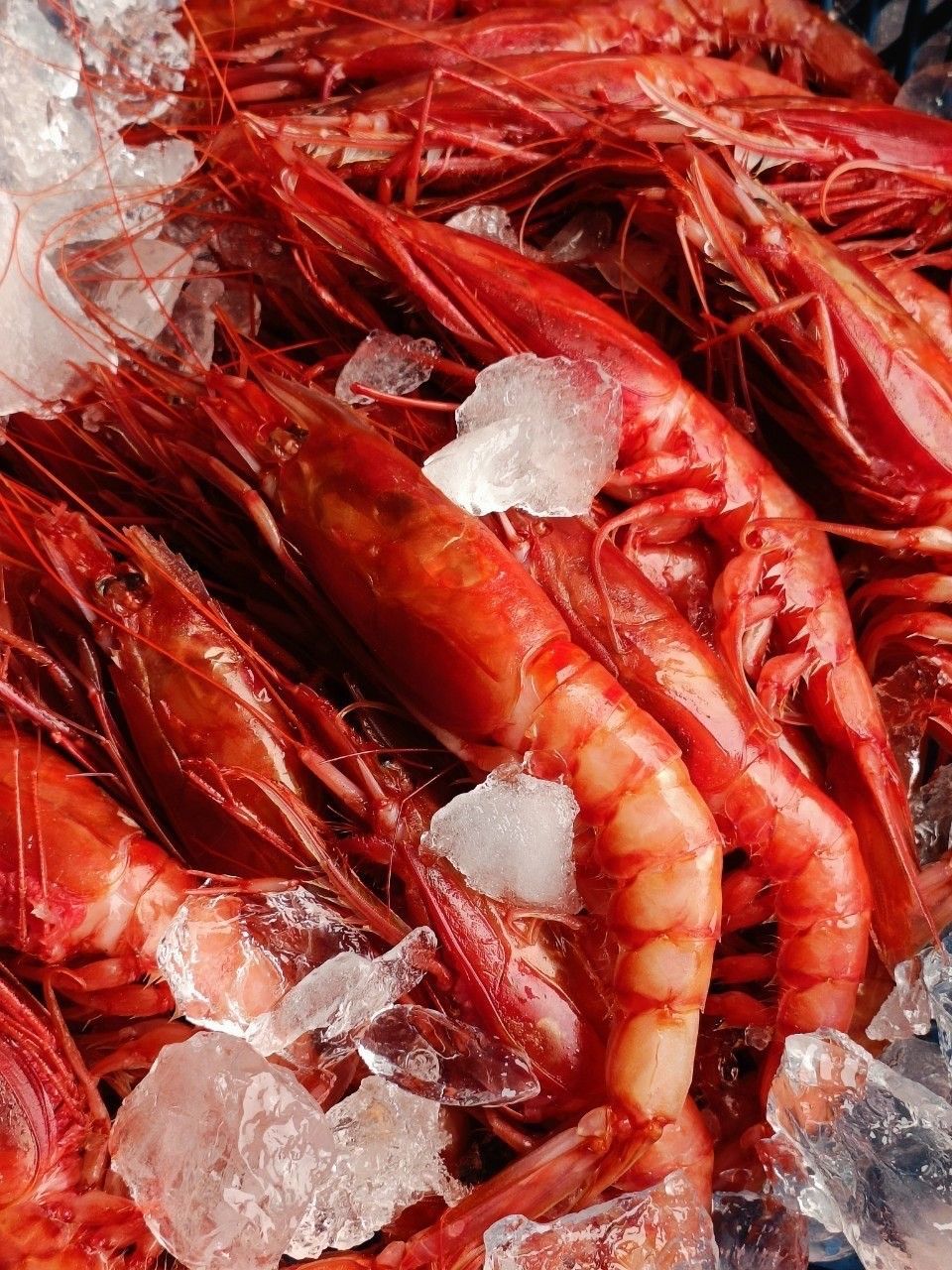 胭脂蝦（帶殼）