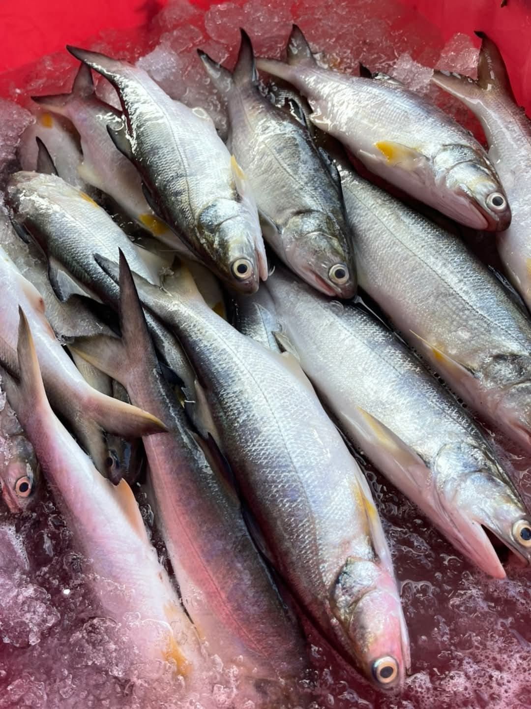 鮮凍午仔魚