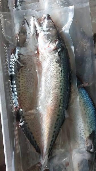 薄鹽鯖魚（售完）