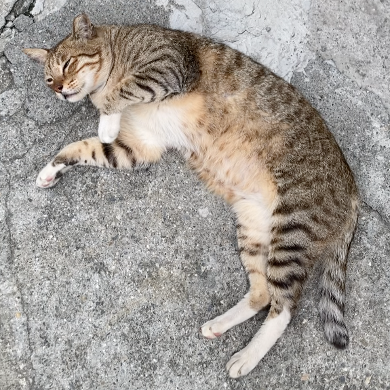 抖內處方籤罐罐或飼料費
