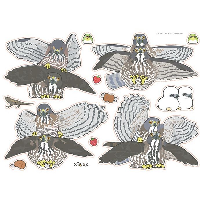 貼紙-鳳頭蒼鷹