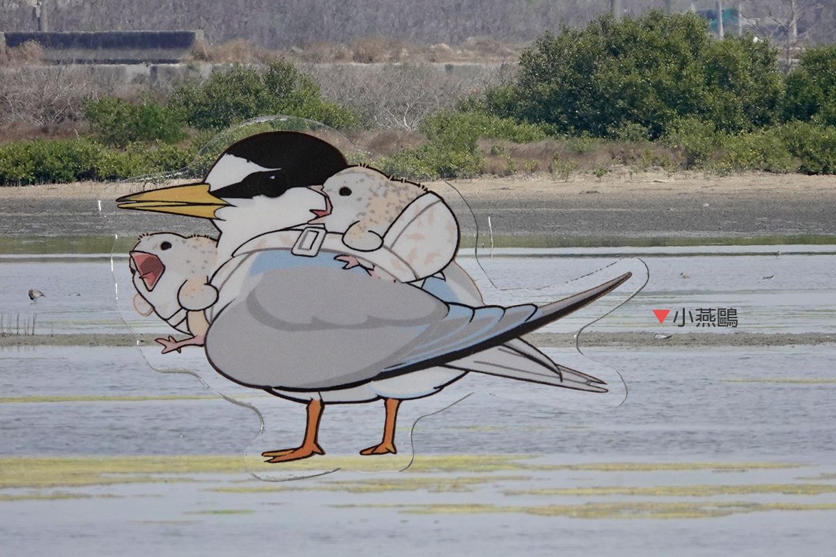 小燕鷗帶娃忙