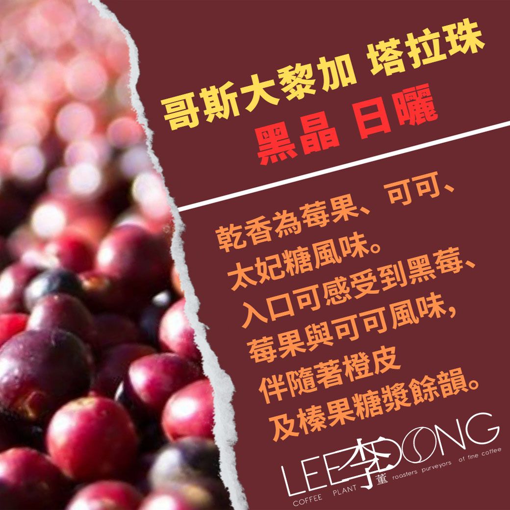 哥斯大黎加 塔拉珠 Catuai 黑晶 日曬 鮮烘 德國 Probat 李董咖啡