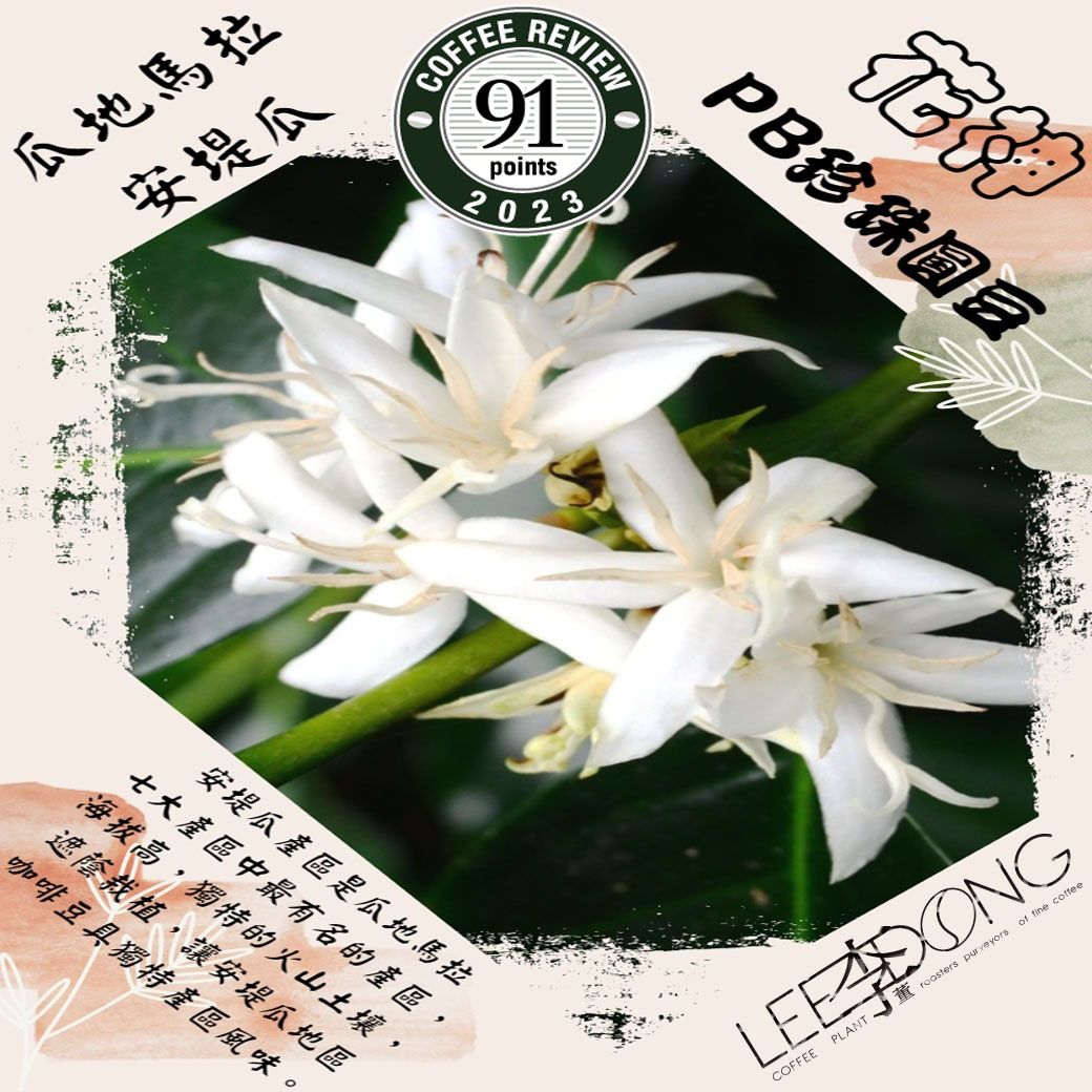 瓜地馬拉 拉米尼塔 安堤瓜 【花神】 珍珠圓豆 水洗 最新批次 德國PROBAT 李董咖啡 CR91