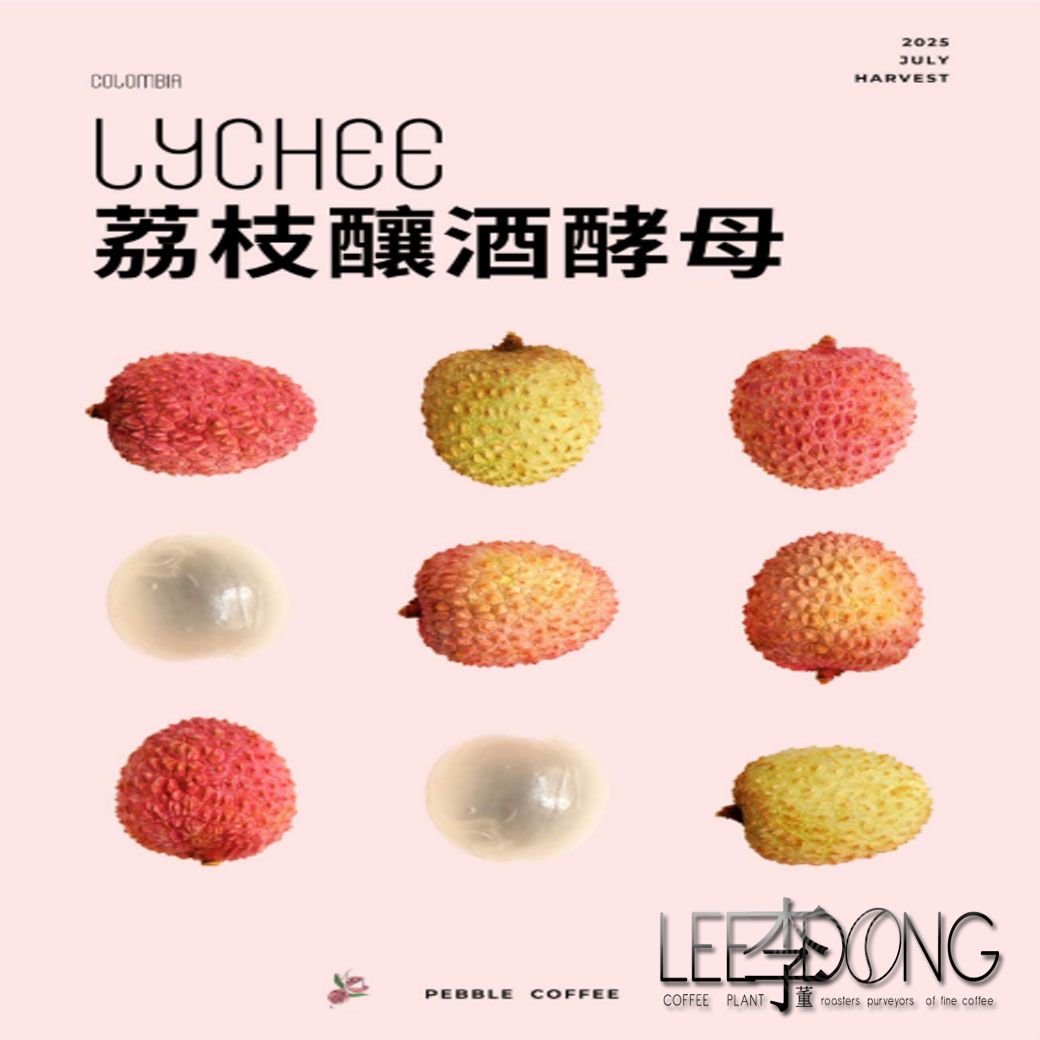 哥倫比亞 金迪歐 卡洛斯·阿爾席拉 【荔枝釀酒母蜜處理】  手挑 鮮烘 德國PROBAT AI色選機 李董咖啡