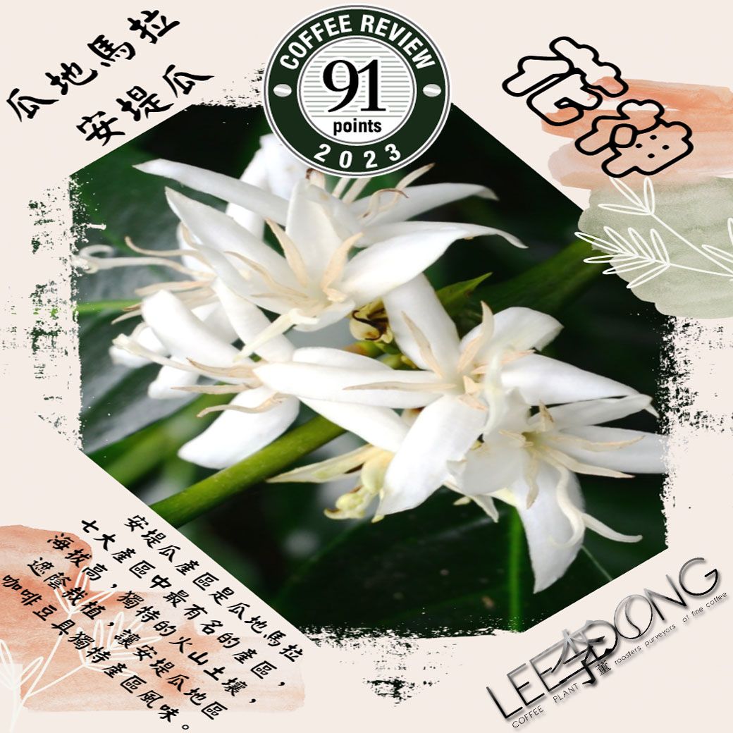 瓜地馬拉 拉米尼塔 安堤瓜 【花神】  水洗 最新批次 德國PROBAT 李董咖啡 CR91