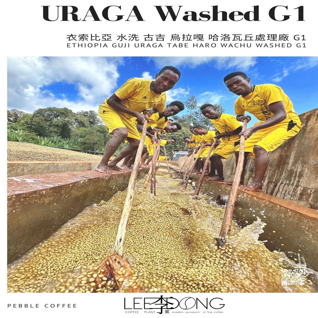 衣索比亞 古吉 烏拉嘎 G1 哈洛瓦丘處理廠 水洗 鮮烘 德國PROBAT 🏆冠軍烘豆師李董咖啡🏆